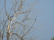 Hobby falcon pair